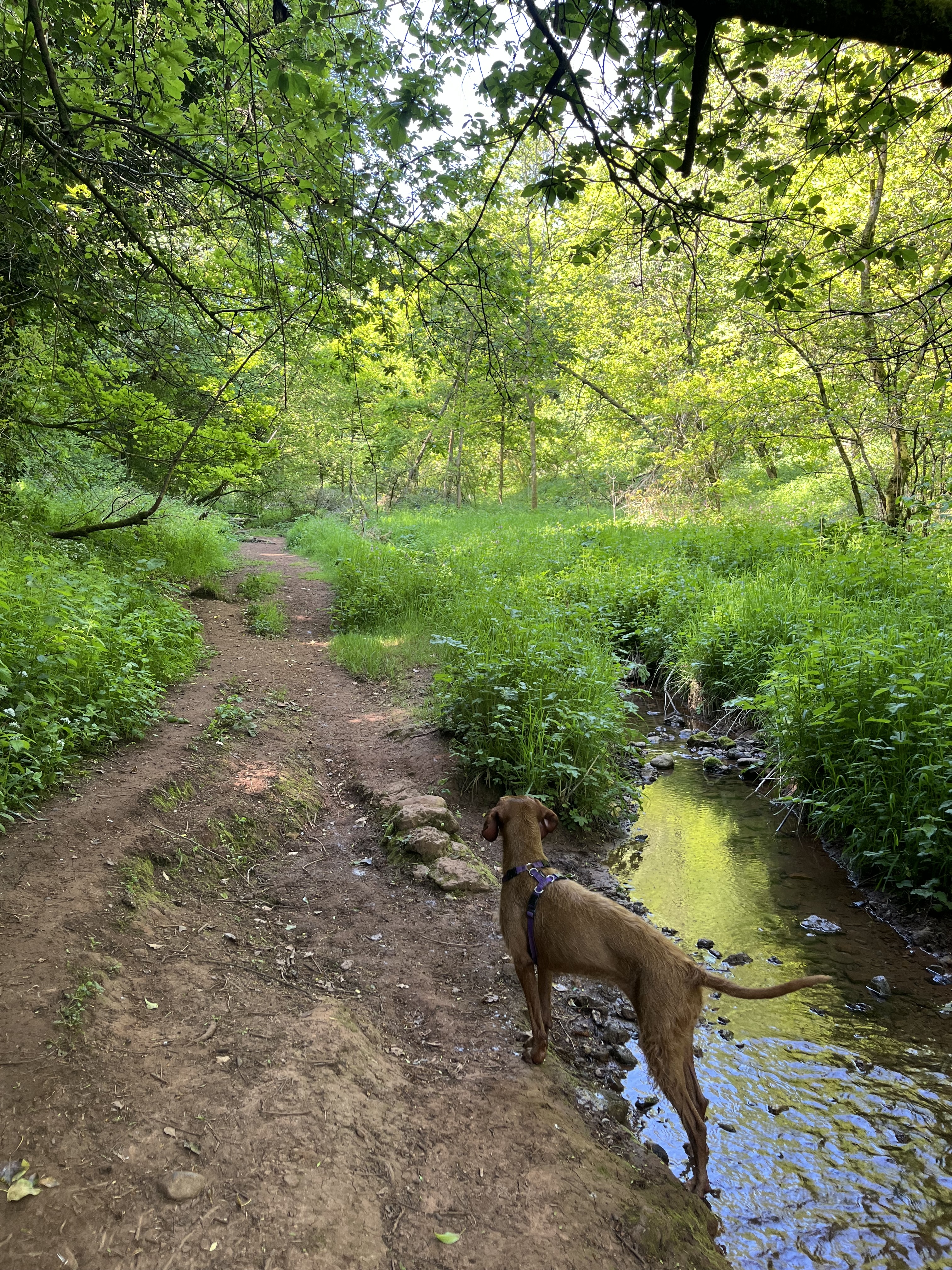 Walking in the Chew Valley countryside